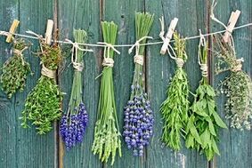 maitsetaimed varbaküünte seenhaiguste raviks